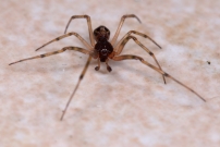 La Malmignatte des maisons. Un mle  (Araneae - Theridiidae - Steatoda triangulosa)